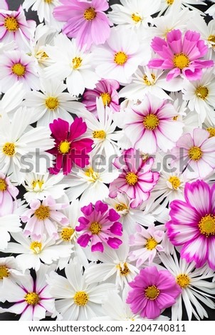 Close up Background of Multicolored Cosmos Flowers