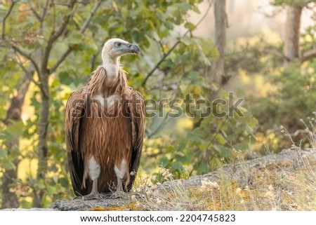 Young Griffon Vulture (Gyps fulvus ) found on the ground having left its nest the first time. Cevennes, France. Royalty-Free Stock Photo #2204745823