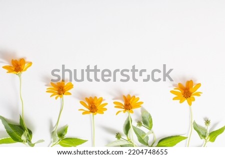 orange flowers on white background top view