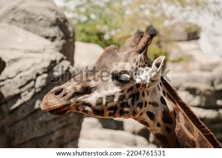 A tall giraffe inside the bricks on the zoo
