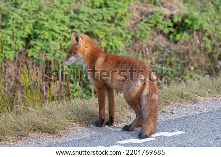 Red fox cub by the roadside