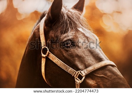 Portrait of a beautiful horse with a halter on its muzzle on a bright autumn day. Photo of a horse. Equestrian life. Royalty-Free Stock Photo #2204774473