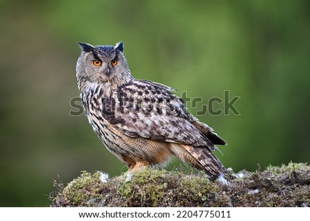 Portrait Eurasian eagle-owl sitting in the moss ground in the forest Royalty-Free Stock Photo #2204775011