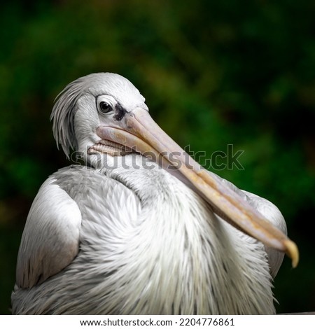 A closeup of a pelican (Pelecanus rufescens) portrait Royalty-Free Stock Photo #2204776861