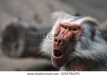 A selective focus of a cute baboon monkey with an amazed face expression in its habitat