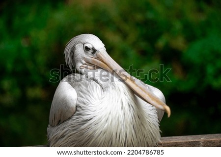 A closeup of a pelican (Pelecanus rufescens) portrait Royalty-Free Stock Photo #2204786785