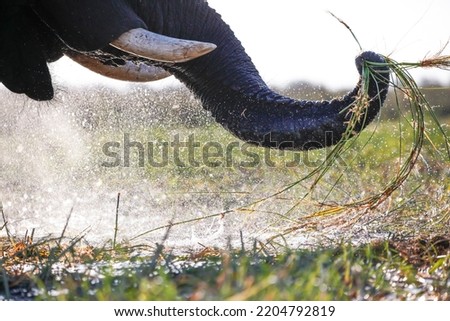 elephant eating in okavango delta