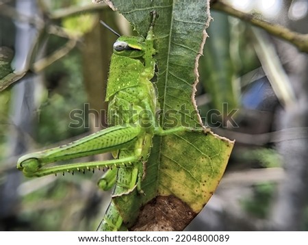 Macro view of grasshopper eating leaves 