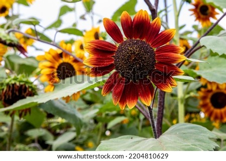 closeup of sunflower on a blue cloudy day