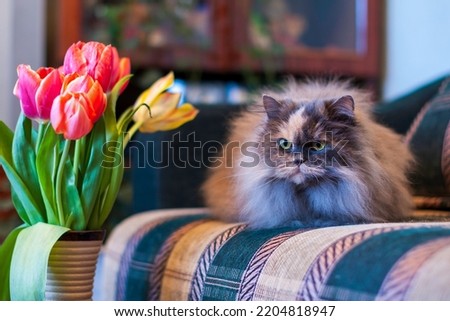 Close-up face of the cat on the sofa with flowers at the blurry room interior at background. Cat in the form of a fluffy hemisphere.