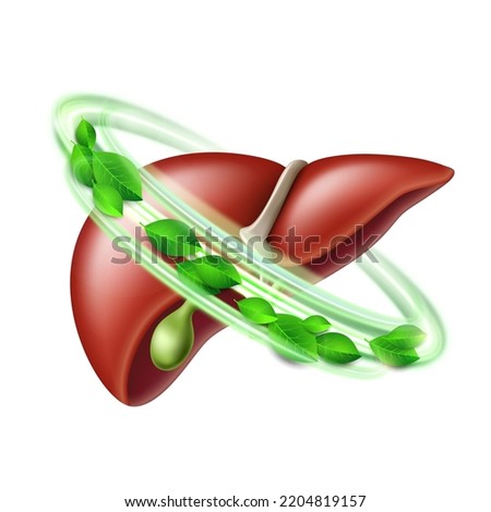 Healthy human liver in green protective circle with leaves. Health care and healthy food concept. Vector illustration isolated on white background Royalty-Free Stock Photo #2204819157