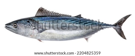 Fish Atlantic bonito, isolated on white background (Sarda sarda) Royalty-Free Stock Photo #2204825359