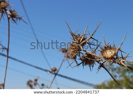 Photograph of a professional detail close up dead brown and white thistle plant, a blue calm sky in the background and green tree on the bottom, a blurry black electrical wires of city in the back 
