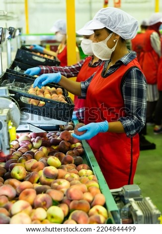 Confident females wearing disposable face masks working on sorting line at fruits industrial production facility, checking quality of peaches