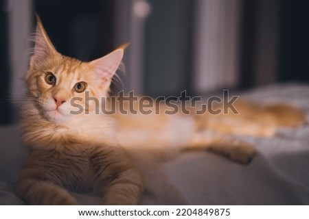 Cute red puppy Maine Coon cat. One of the oldest natural breeds in North America. Orange cat with dense coat of fur and "dog-like" characteristics. Portrait of little indoor pet in bedroom. Royalty-Free Stock Photo #2204849875