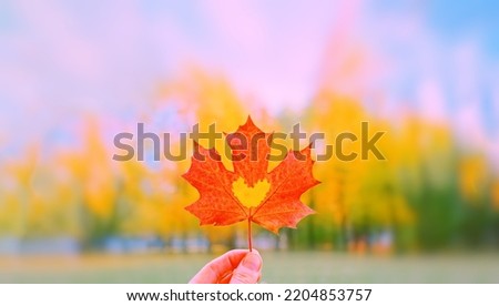 Hand holding red autumn heart shape maple dry leaf closeup. beauty in park. Nature change mood. Gold tree yellow orange sunny color. Pov view up blue sky Hello first fall season day Happy life concept Royalty-Free Stock Photo #2204853757
