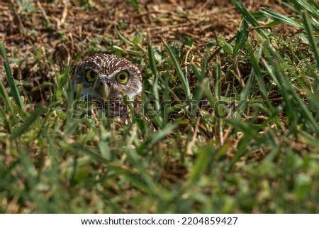 A burrowing owl peering through the grass