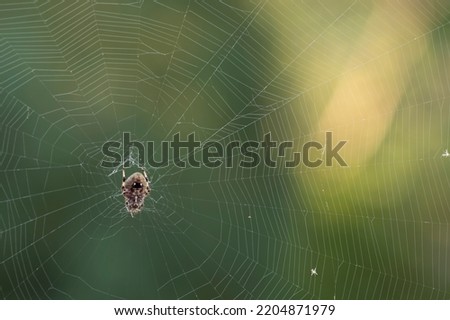 Spotted orbweaver (neoscona crucifera) upside down on her web showing her ventral view on a summer morning in an Iowa backyard.  Royalty-Free Stock Photo #2204871979