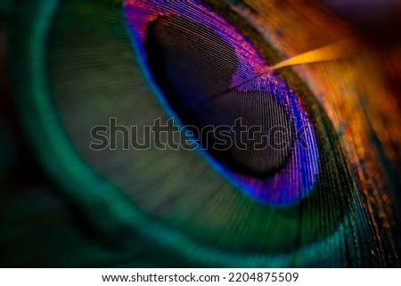 India, 18 February, 2021 : Beautiful and colorful peacock bird feather closeup abstract lines pattern texture design natural background image concept, Beautiful warm glowing bokeh blur light. Royalty-Free Stock Photo #2204875509
