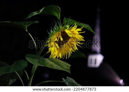 Sunflower at night with church steeple in background