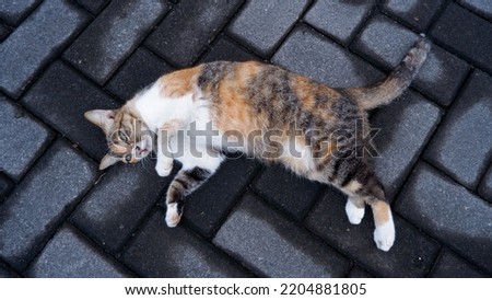 A calico cat was lying on a paved road that looked wet. The Calico cat is a domestic cat of any breed with a tricolor coat.An illustration of a very spoiled street cat.