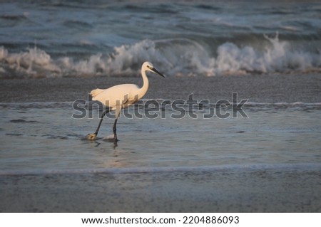 White Great Egret or White Heron Looking for Fishes  in Kovalam Beach, Kerala, India