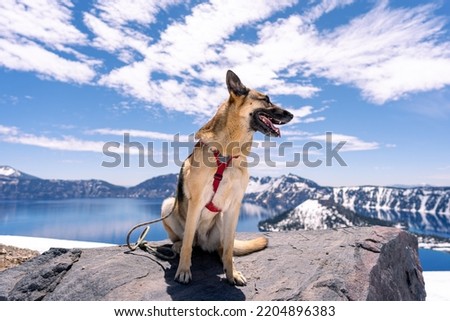 German Shepherd sitting on big rock smiling and looking away from owner with Crater Lake and mountains covered with snow in the background