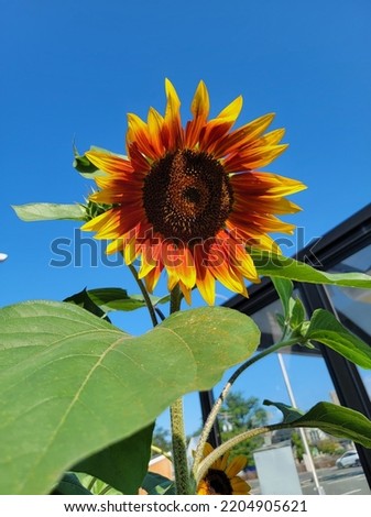 Fireflower in the summer sun
