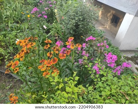 Photo of beautiful flowers in a flowerbed in Ukraine. Green grass. Flowerbed. City. Decorative elements.