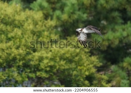 osprey is in a forest