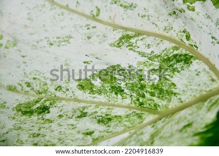 Close up of  spotted leaf texture with green and white color use for nature background. Select focus