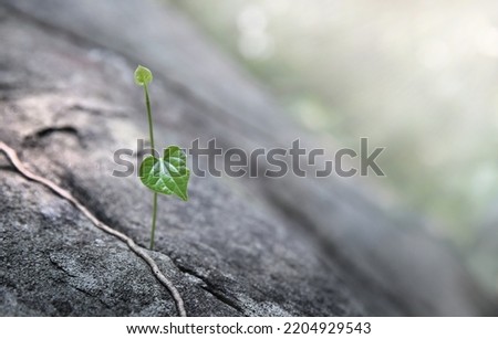 Close-up vine plants grow in stone crevices Royalty-Free Stock Photo #2204929543