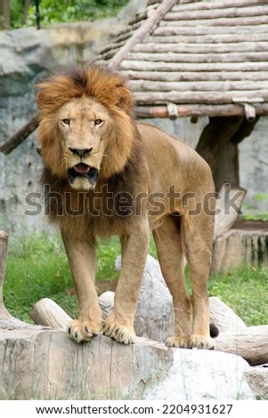 This picture is a wild lion.