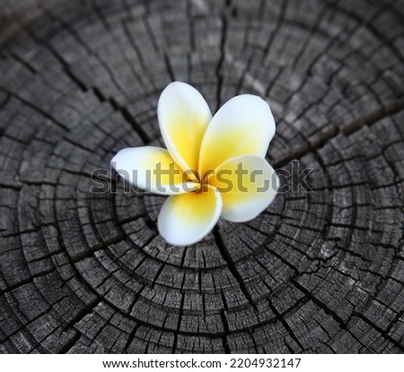 Beautiful a single white frangipani flower on the old timber. Composition of copy space for design and text background