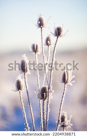 Frost-covered thistle in a winter field on a sunny day