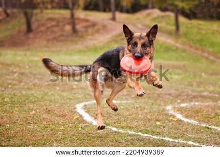 German shepherd dog catches a Frisbee in the autumn in the field Royalty-Free Stock Photo #2204939389