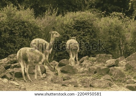 Vector illustration of a group of llamas on a rocky surface. Nature in the background. Wallpaper in a low range of color tones. Llama, group, stones, pasture, fur, wool. Nature wallpaper with animals.