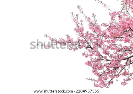 Pink Cerasus cherry blossoms blooming, blossoms on white background, early spring, bright nature detail Royalty-Free Stock Photo #2204957355