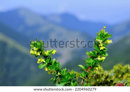 Yushan Barberry is a flowering plant that grows at high altitudes Royalty-Free Stock Photo #2204960279