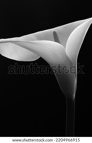 Lily in monochrome photographed in studio. Black and white flower