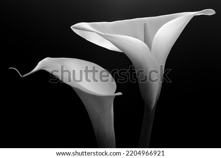 Lily in monochrome photographed in studio. Black and white flower