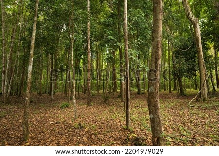 Treescape. Tree trunks view. Tropical forest jungle. Greenery background. Tree trunks in the nature forest. Standing trees in the exotic tropical forest jungle.