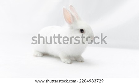 White rabbit isolated on white background. Fluffy cute bunny on a white backdrop. Domestic dwarf rabbit with blue eyes for banner and easter card. Elegant monochrome portrait of a beautiful rabbit. Royalty-Free Stock Photo #2204983729