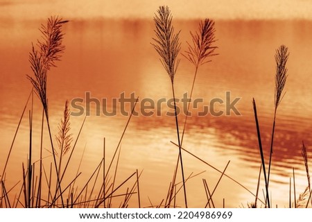 Grass flowers with the water background, romantic and lonely.