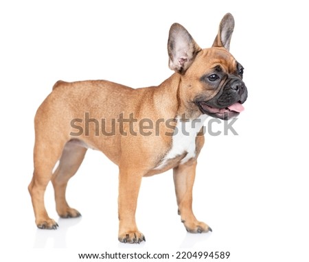 French Bulldog puppy standing in  side view. Isolated on white background Royalty-Free Stock Photo #2204994589