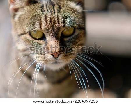 Portrait of a cute tabby cat with a blurry background