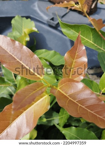 beautiful leaves on the plant