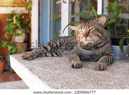 Sleepy  stray cat lying on a marble table.