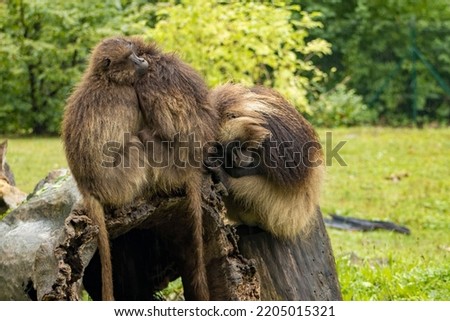photo of three monkeys sitting together on a decaying tree stump. Three monkeys in a group. Monkeys together. Animals, monkeys, gelada.