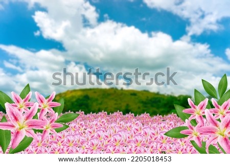 Pink lilly flower fields with hill background and cloudy on the sky, Summer background